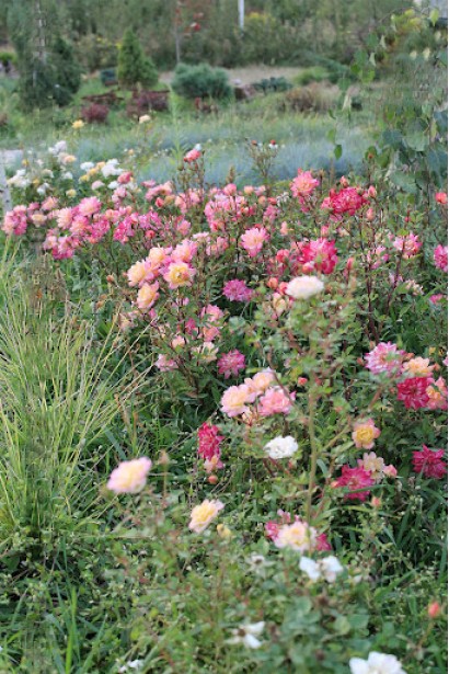 Rosa Tricolor Fairy в ландшафті